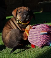 Tosa Inu Štěňata s PP