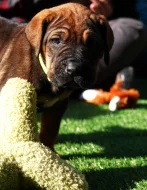 Tosa Inu Štěňata s PP