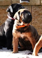 Tosa Inu Štěňata s PP