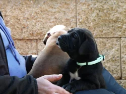 Tosa Inu Štěňata s PP