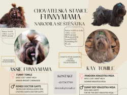 Štěně ruská barevná boloňka s PP