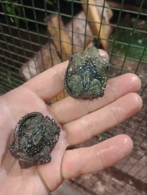 Kajmanka dravá (Chelydra serpentina)