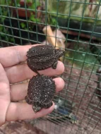 Kajmanka dravá (Chelydra serpentina)