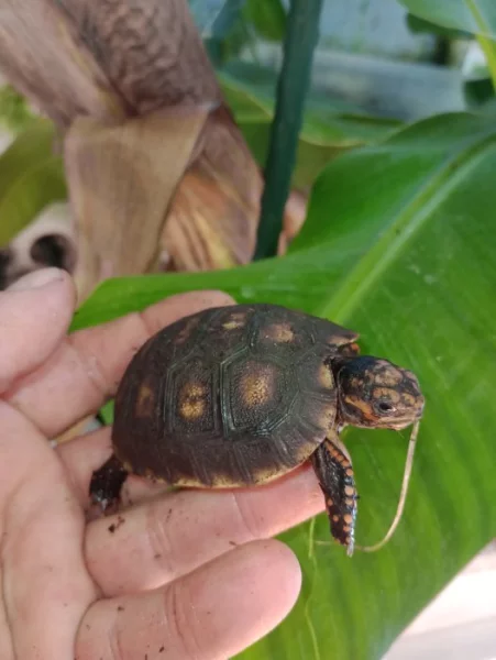 Želva uhlířská (Chelonoidis carbonaria)