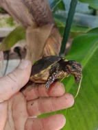 Želva uhlířská (Chelonoidis carbonaria)