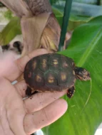 Želva uhlířská (Chelonoidis carbonaria)