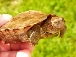 Želva černavá (Heosemys grandis) vlastní odchov