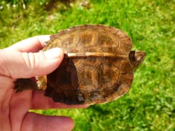 Želva černavá (Heosemys grandis) vlastní odchov