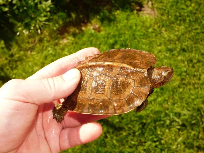 Želva černavá (Heosemys grandis) vlastní odchov