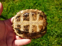 Želva černavá (Heosemys grandis) vlastní odchov