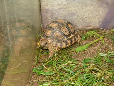 Želva pardálí (Stigmochelys pardalis)