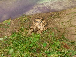 Želva pardálí (Stigmochelys pardalis)