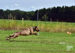 Darujeme nalezenou fenu křížence
