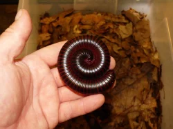 Mnohonožka obrovská (Archispirostreptus gigas)