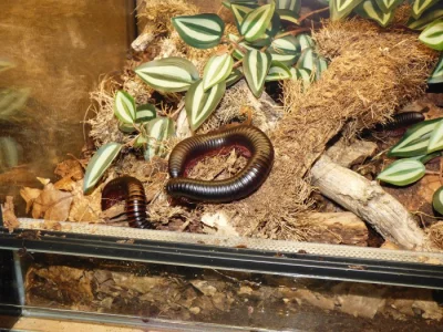 Mnohonožka obrovská (Archispirostreptus gigas)