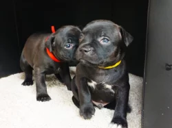 stafordšírský bulteriér s PP