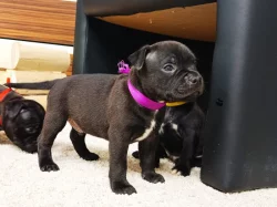 stafordšírský bulteriér s PP