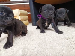 stafordšírský bulteriér s PP