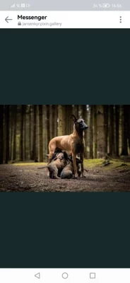 Belgický ovčák malinois s PP