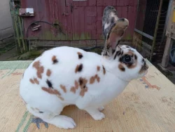 Rex Dalmatinský strakáč