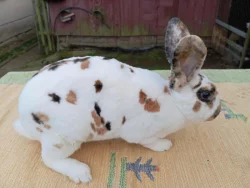 Rex Dalmatinský strakáč