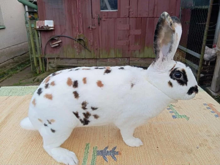 Rex Dalmatinský strakáč