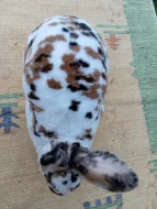 Rex Dalmatinský strakáč