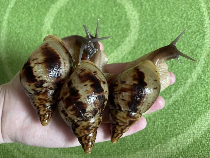 Oblovka síťkovaná (Lissachatina reticulata) 🐌