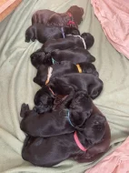 Štěňata Flat Coated Retriever s PP