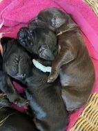 Štěňata Flat Coated Retriever s PP