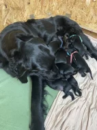 Štěňata Flat Coated Retriever s PP
