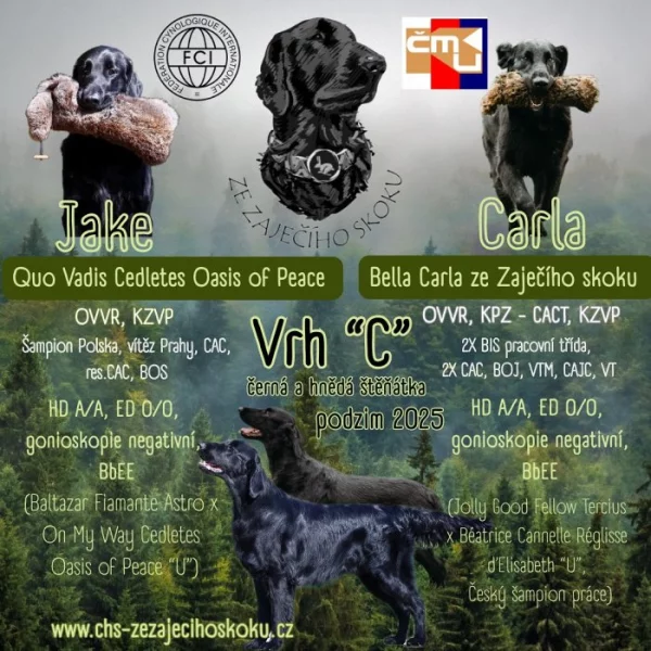 Štěňata Flat Coated Retriever s PP