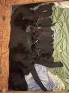 Štěňata Flat Coated Retriever s PP