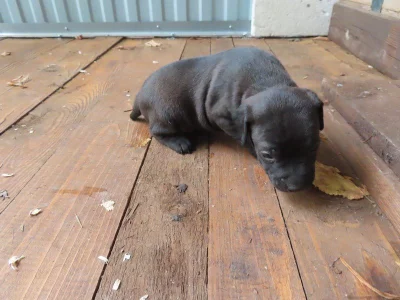 Patterdale teriér - prodej štěňat