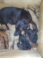 Patterdale teriér - prodej štěňat