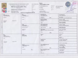 Patterdale teriér - prodej štěňat