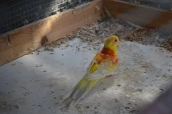 Prodám letošní papoušky zpěvavé