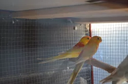 Prodám letošní papoušky zpěvavé