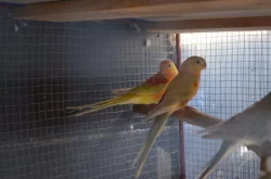 Prodám letošní papoušky zpěvavé