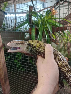 Tilikva obrovská (Tiliqua gigas) Ceram