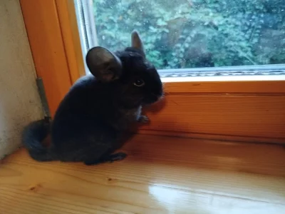 nabízím mladou samičku činčily