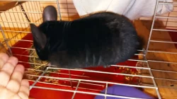 nabízím mladou samičku činčily