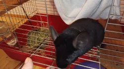 nabízím mladou samičku činčily