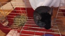 nabízím mladou samičku činčily