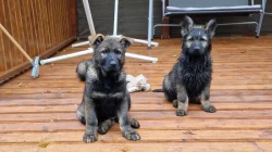 Německý ovčák s PP - krásná, silná, mohutná štěňata - pejsci