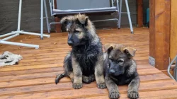 Německý ovčák s PP - krásná, silná, mohutná štěňata - pejsci