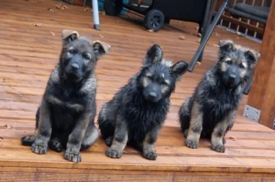 Německý ovčák s PP  - krásná, silná, mohutná štěňata - pejsci