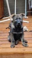 Německý ovčák s PP - krásná, silná, mohutná štěňata - pejsci