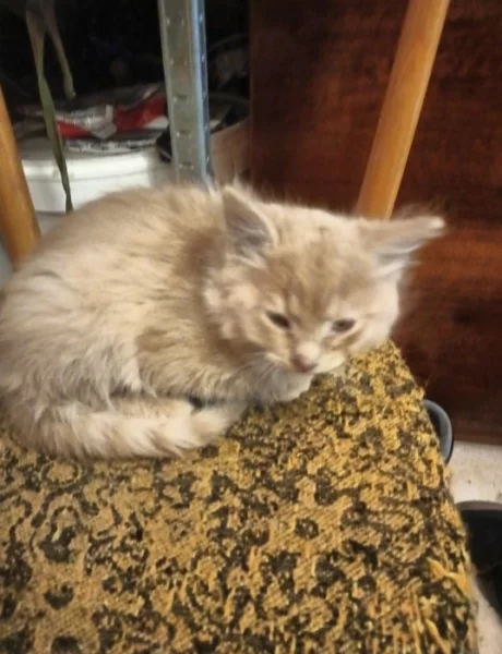 Darujeme do dobrých rukou kotě