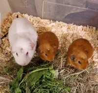 Daruji do dobrých rukou samičku (Anglický crested) a její dvě mláďátka